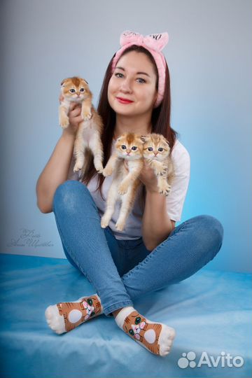 Фотосессия с котятами, маркетплейсы, скоттиш фолд