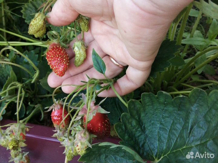 Земклубника Купчиха