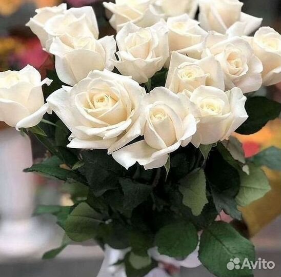 Высокие розы 150 160 170 180 190см доставка Москва