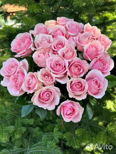 Букет роз 25шт