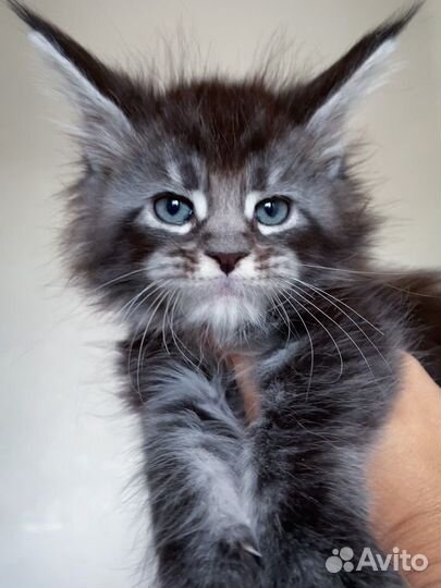 Котята мейн-кун