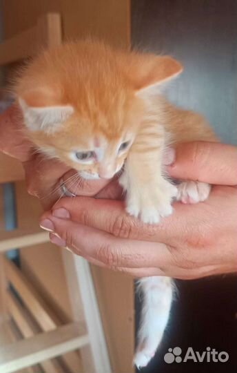 Отдам котёнка девочку рыжую
