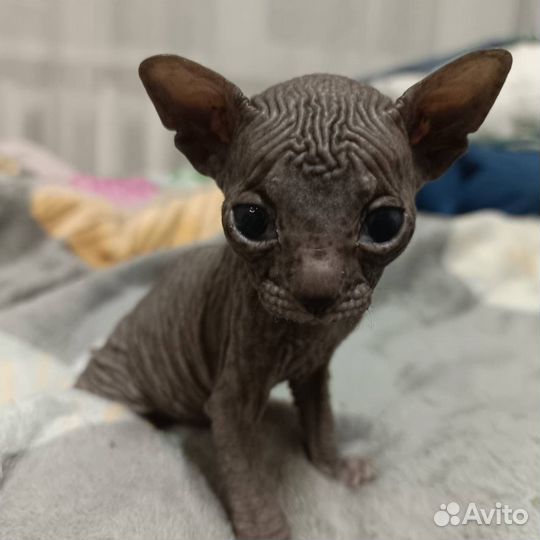 Канадский сфинкс