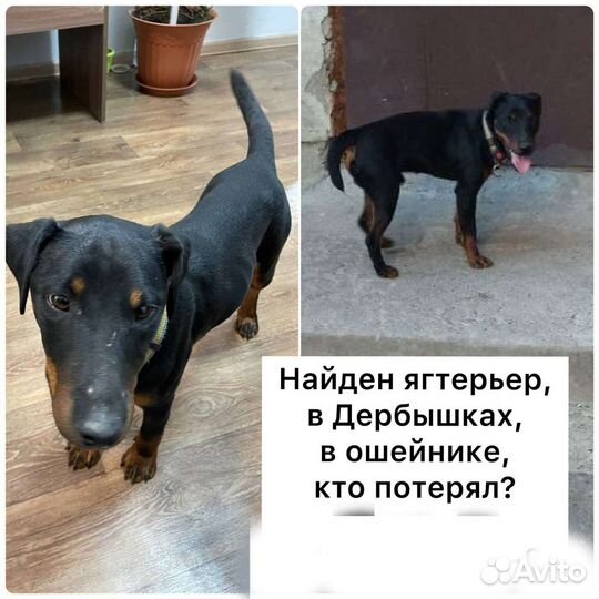 Найдена собака ягдтерьер в Дербышках
