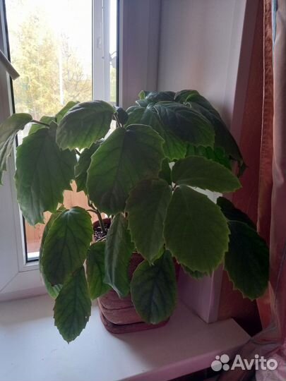 Тетрастигма вуанье