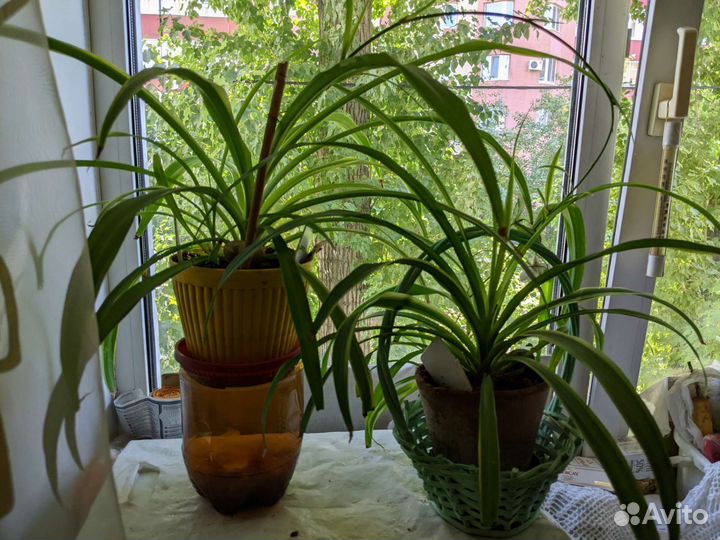 Толстянка, кактусята, Бенджамин, хлорофитум