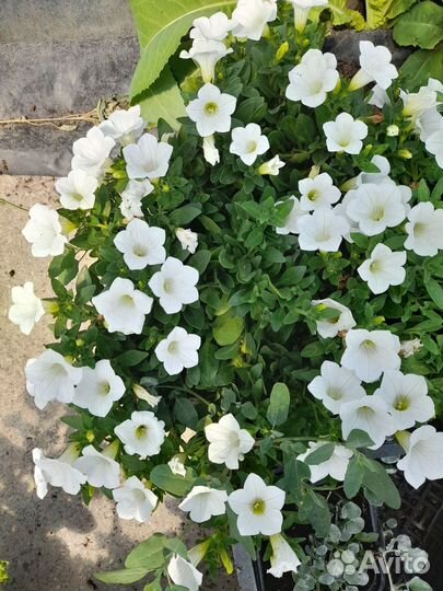 Растения для сада