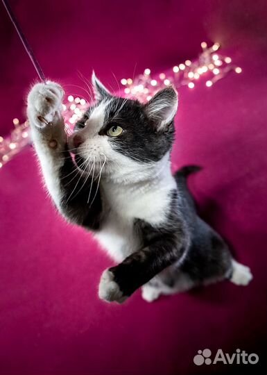 Озорной и добрый Тоторо ищет дом