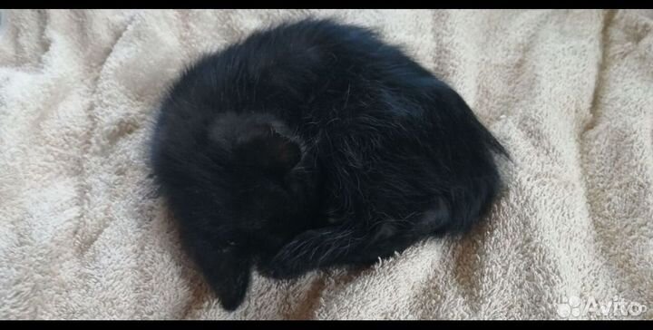 Котенок в дар девочка