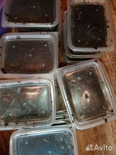 Черви для рыбалки