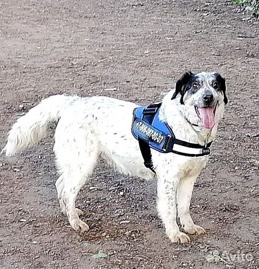 Бинго супер пёс. В добрые руки