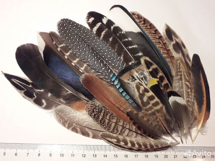 Перья птиц разные
