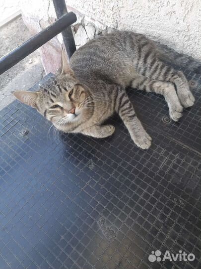 Котик в добрые руки