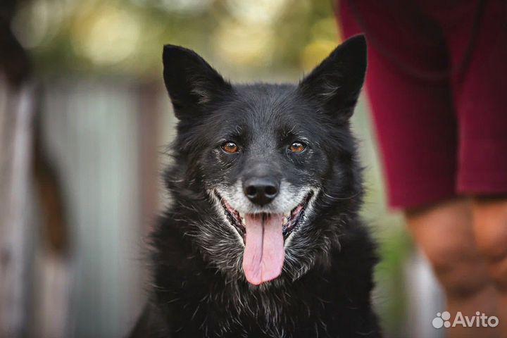 Собака девочка в добрые руки бесплатно