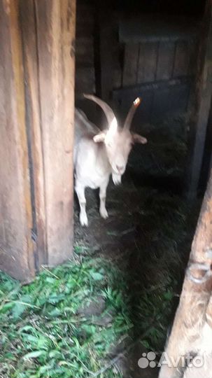 Козы, 2 козы и 1 козел, козочка доится