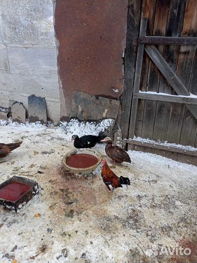 Петушки карликовые индоутки голуби