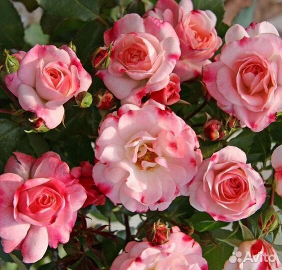 Саженцы Роза шраб Розенштадт Фрайзинг