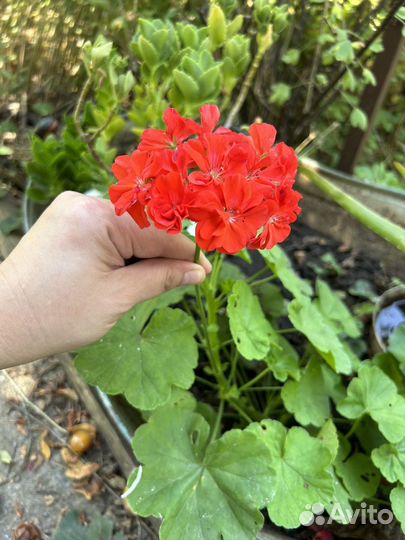 Герань большая