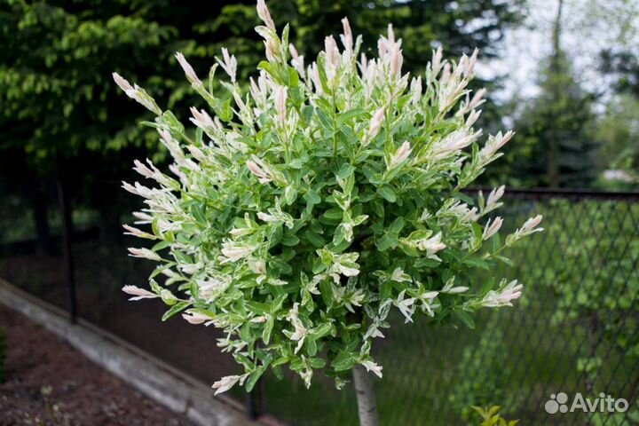 Ива Хакуро Нишики на штамбе