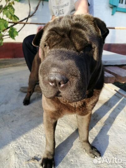 Шарпей вязка