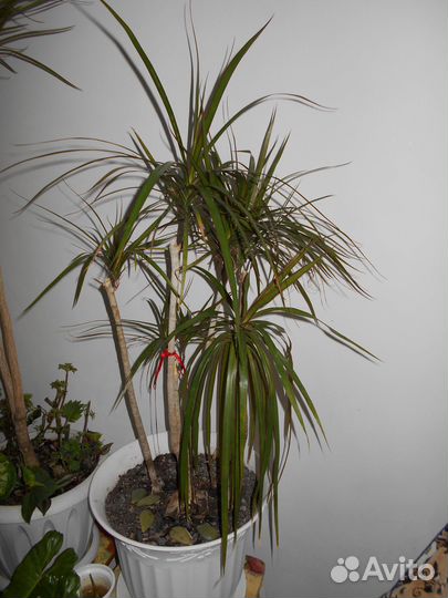 Драцена маргината, сингониум, седумы