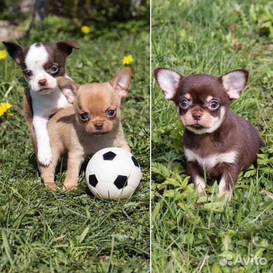 Очаровашки