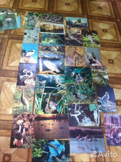 Птицы, животные