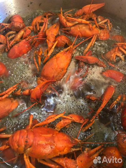 Живые раки, градация 70/90