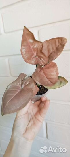 Сингониум Pink Neon и Pink splesh allusion