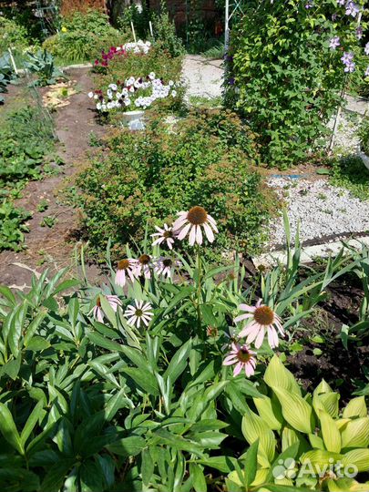 Эхинацея пурпурная