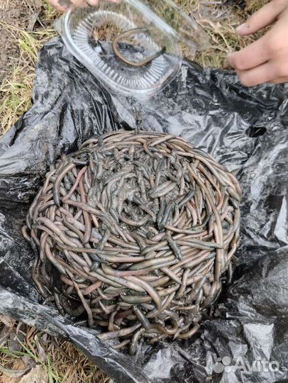 Черви зеленые