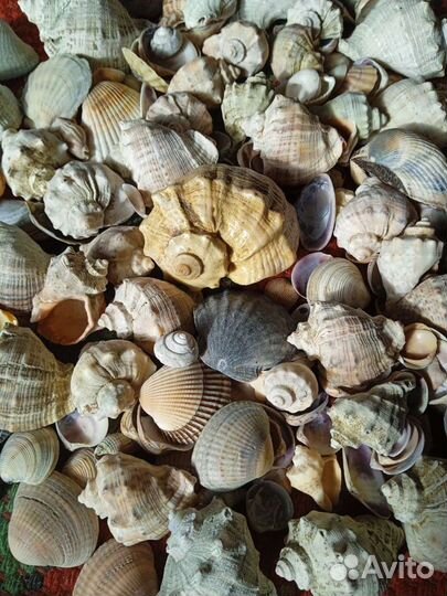 Аквариум ракушки замок звезда камни