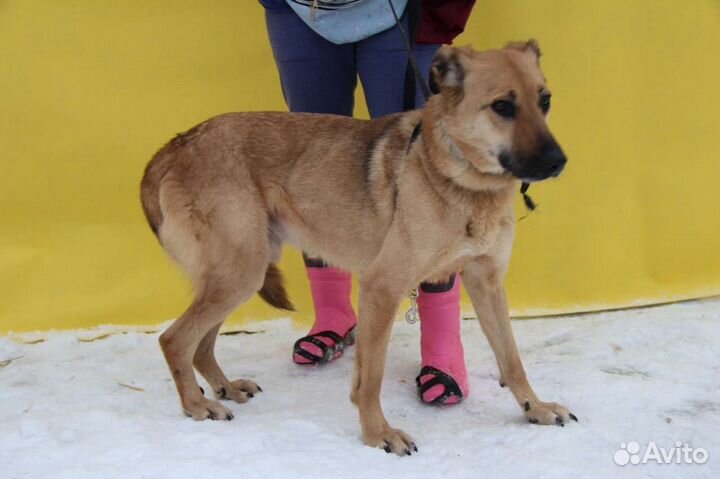 Приютская собака в дар