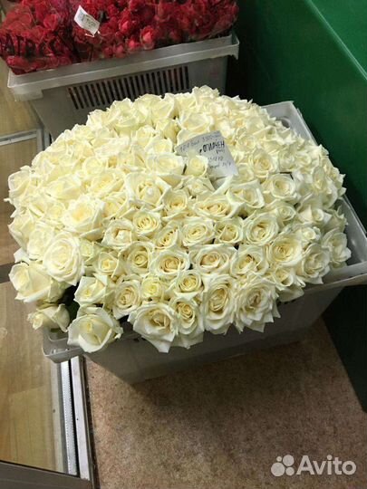 101 белая роза цветы реально все что написанно