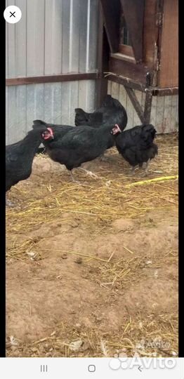 Куры молодки несушки