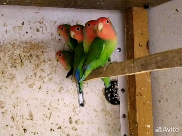 Попугаи волнистые,кореллы, амадины, какарики