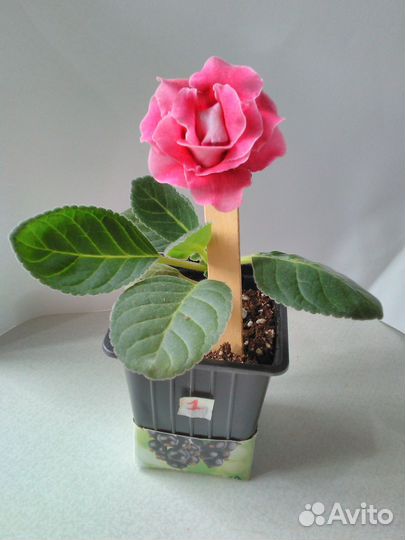 Глоксиния махровая