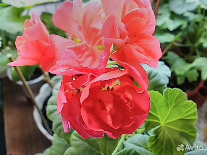 Сортовые пеларгонии