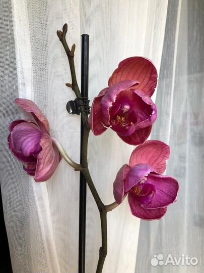 Орхидея фаленопсис Азиан Коралл пелор мутант