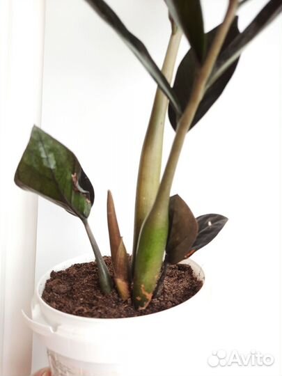 Замиокулькас черный равен