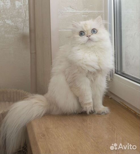 Британская молодая кошечка