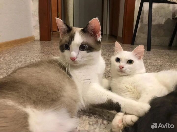 Котята в добрые руки