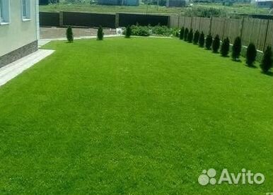 Продажа Рулонного газона