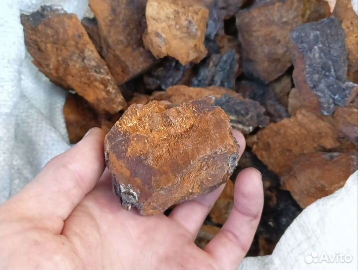 Березовый гриб чага