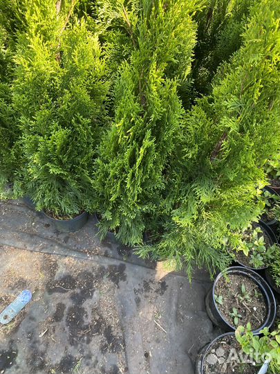 Туя смарагд 100-120См