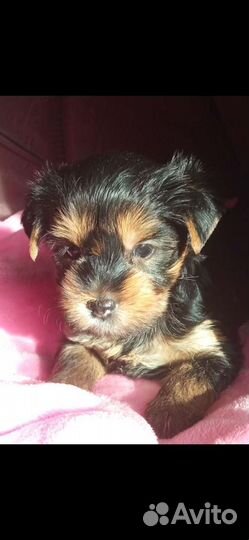 Йоркширский терьер