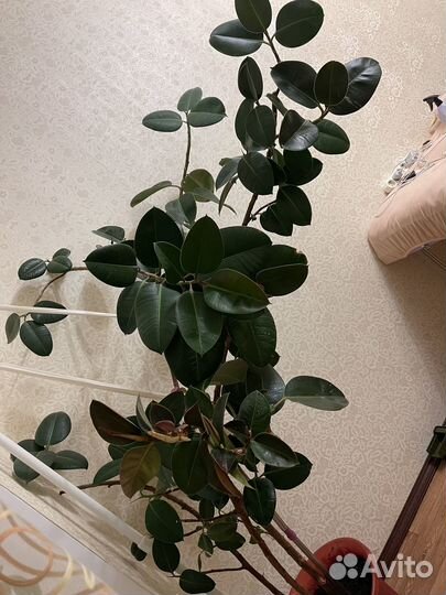 Большой фикус