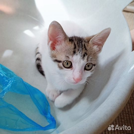 Котенок 2 месяца девочка