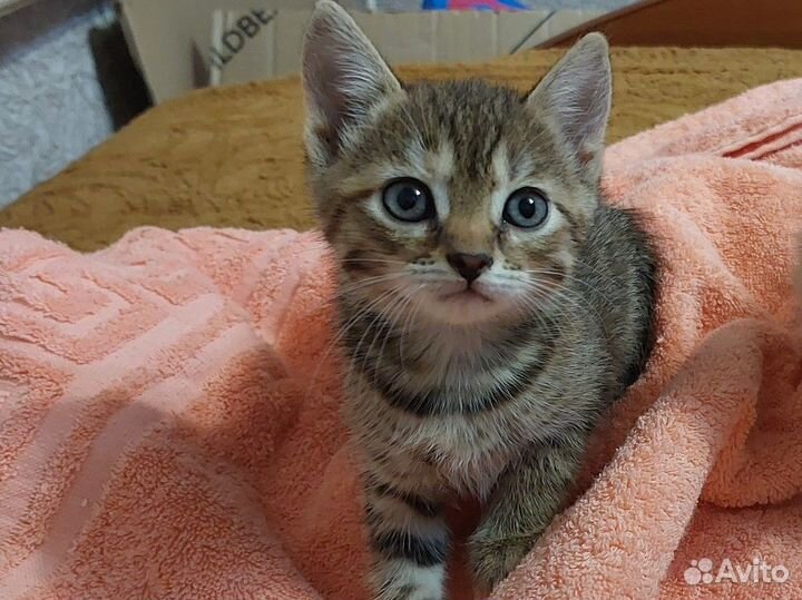 Кошечка в добрые руки