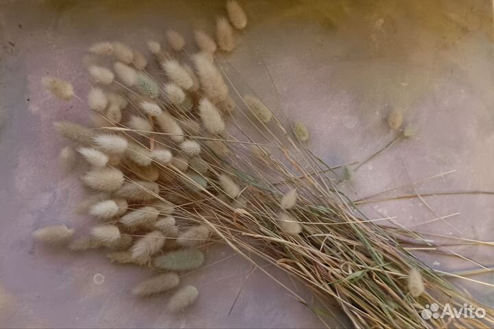 Сухоцвет лагурус